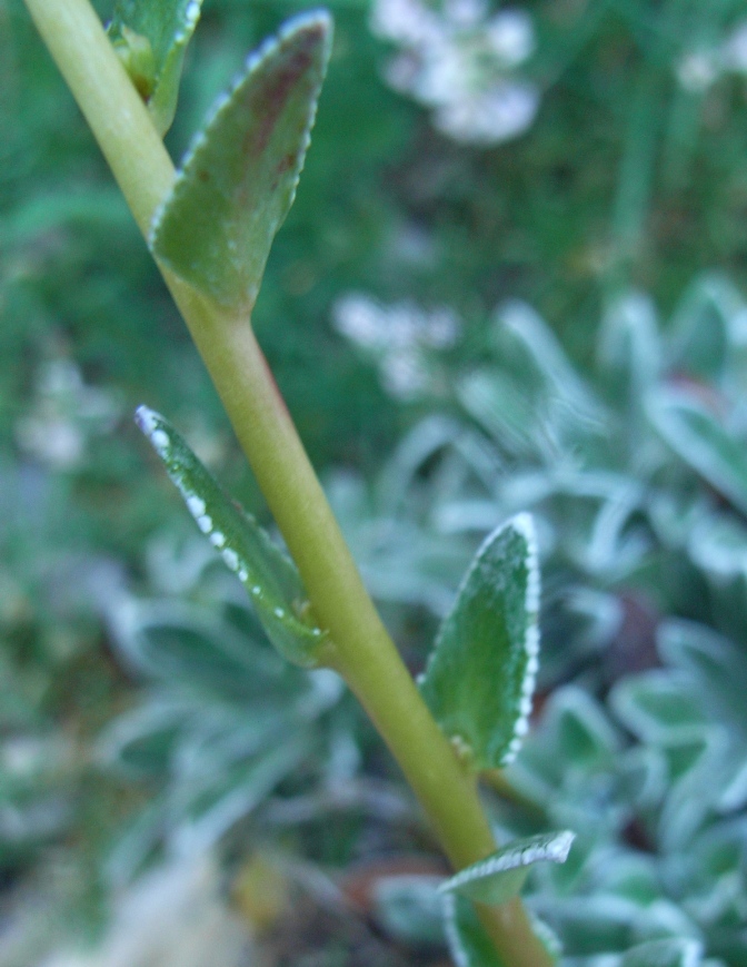 Monte Miletto - Saxifraga paniculata